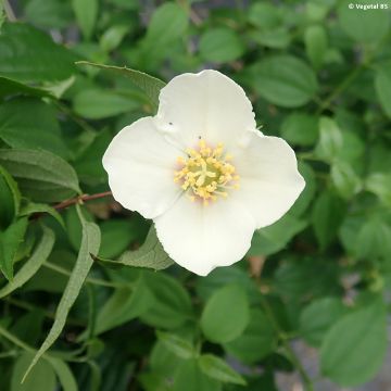 Philadelphus mexicanus