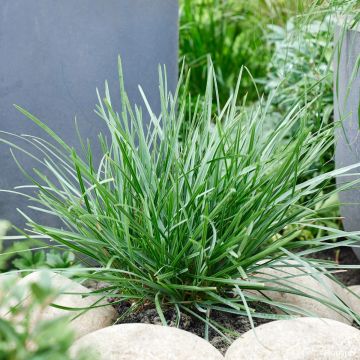 Sesleria heufleriana Blue Porcupine