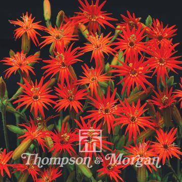 Silene laciniata Jack Flash em sementes