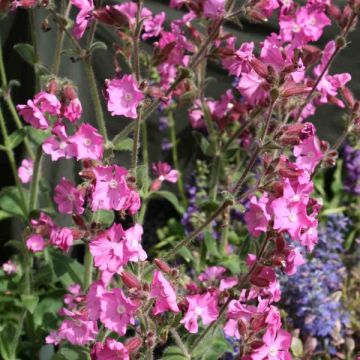 Silene robotii Rollies Favorite