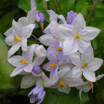 Solanum jasminoides Azul