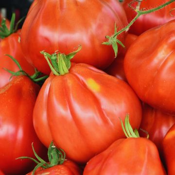 Tomate Liguria Bio - Ferme de Sainte Marthe