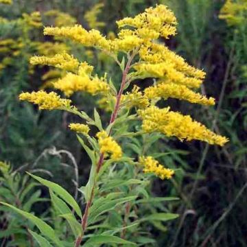 Solidago altissima