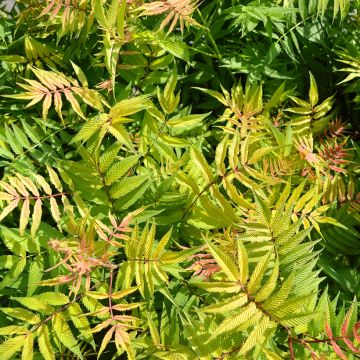 Sorbária sorbifolia Matcha Ball