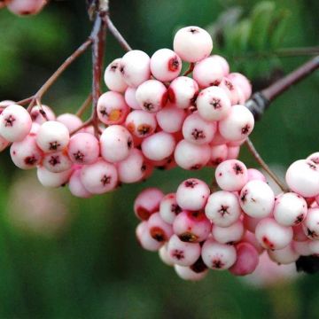 Sorbus arnoldiana Pink Veil - Tramazeira