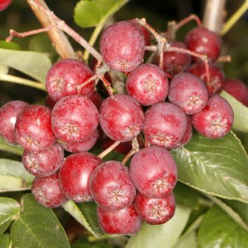 Tramazeira Alaja Krupnaja - Sorbus aucuparia