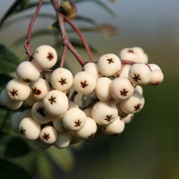 Sorbus arnoldiana White Swan - Tramazeira Sorbus arnoldiana White Swan - Tramazeira