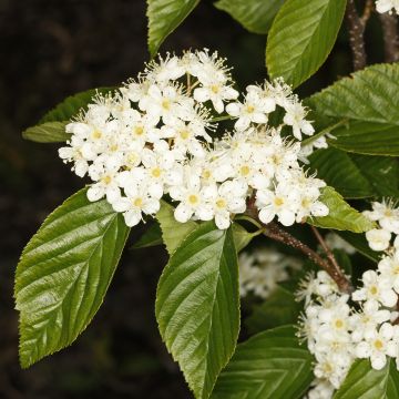 Sorbus alnifolia Red Bird - Trainel-do-Japão
