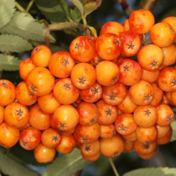 Sorbus arnoldiana Copper Glow - Tramazeira