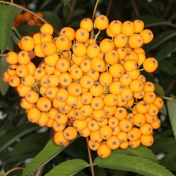 Sorbus arnoldiana Schouten - Tramazeira
