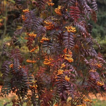 Tramazeira Autumn Spire - Sorbus aucuparia