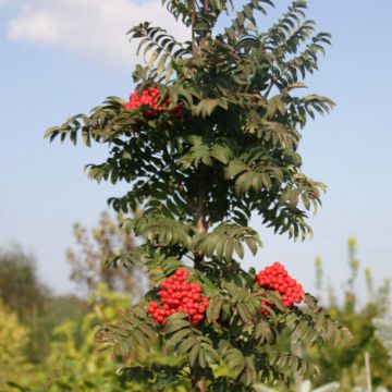Tramazeira Fastigiata - Sorbus aucuparia