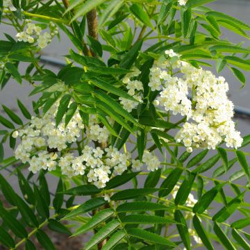 Sorbus wilfordii - Sorveira-do-japão