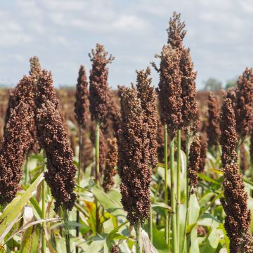 Sorghum nigrum NT