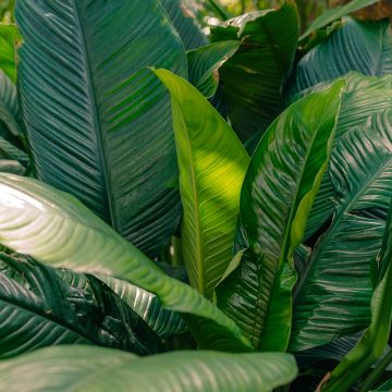 Lírio-da-paz 'Sensation' (<i>Spathiphyllum</i>)