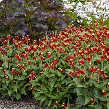 Spigelia marilandica Little Red Head