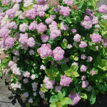 Espireia Pink Sparkler - Spiraea betulifolia