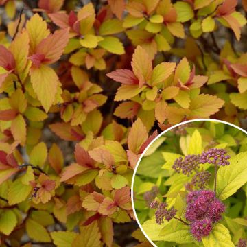 Espireia-japonesa Little Flame - Spiraea japonica