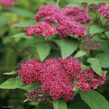Espireia-japonesa Double Play Red - Spiraea japonica