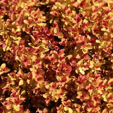 Espireia-japonesa Merlo Gold - Spiraea japonica