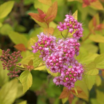 Espireia-japonesa Pink & Gold - Spiraea japonica