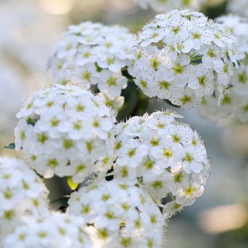 Espireia June Bride - Spiraea nipponica
