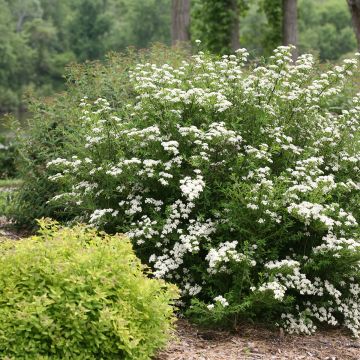 Espireia Wedding Cake - Spiraea nipponica