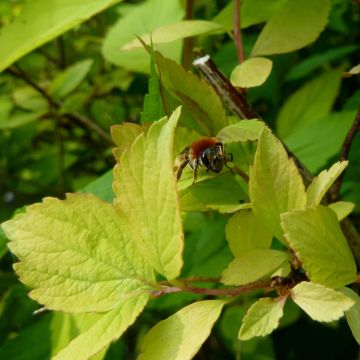 Spiraea vanhouttei Gold Fountain