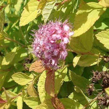 Espireia-japonesa Golden Princess - Spiraea japonica