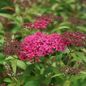 Espireia-japonesa Neon Flash - Spiraea japonica