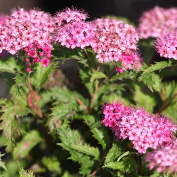 Espireia-japonesa Crispa - Spiraea japonica