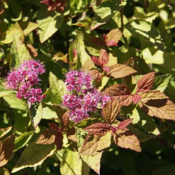 Espireia-japonesa Firelight - Spiraea japonica