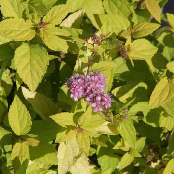 Espireia-japonesa Goldmound - Spiraea japonica