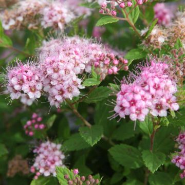 Espireia-japonesa Little Princess - Spiraea japonica