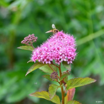 Espireia-japonesa Merlo Green - Spiraea japonica