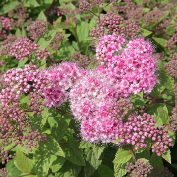 Espireia-japonesa Nana - Spiraea japonica