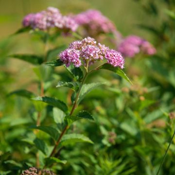 Espireia-japonesa Froebelii - Spiraea japonica