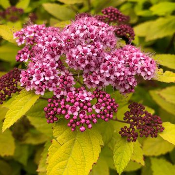 Espireia-japonesa Double Play Big Bang - Spiraea japonica