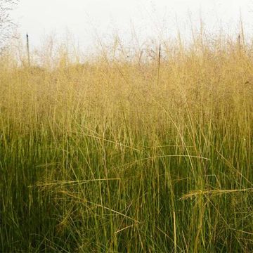 Sporobolus airoides Delicatesse