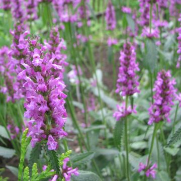 Stachys officinalis