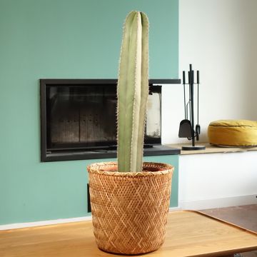 Stenocereus marginatus