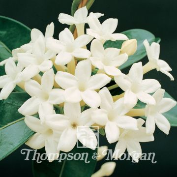 Stephanotis floribunda em sementes