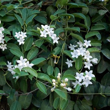 Stephanotis floribunda