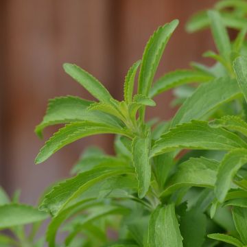 Estévia - Stevia rebaudiana
