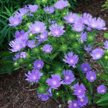 Stokesia laevis Blue Star