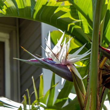 Strelitzia nicolai em sementes - Estrelicia-branca