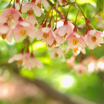 Styrax japonicus Pink Chimes