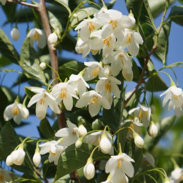 Styrax japonicus June Snow