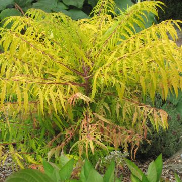Rhus typhina Tiger Eyes