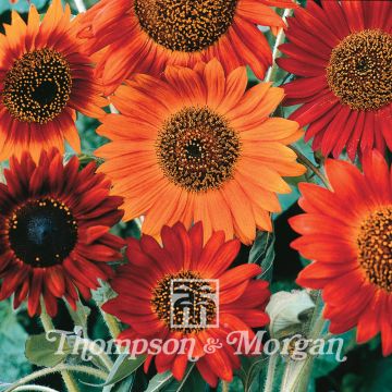 Girassol Earth Walker em sementes